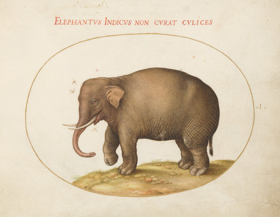 Plate 1: Elephant with Insects — Joris Hoefnagel (NGA, public domain)