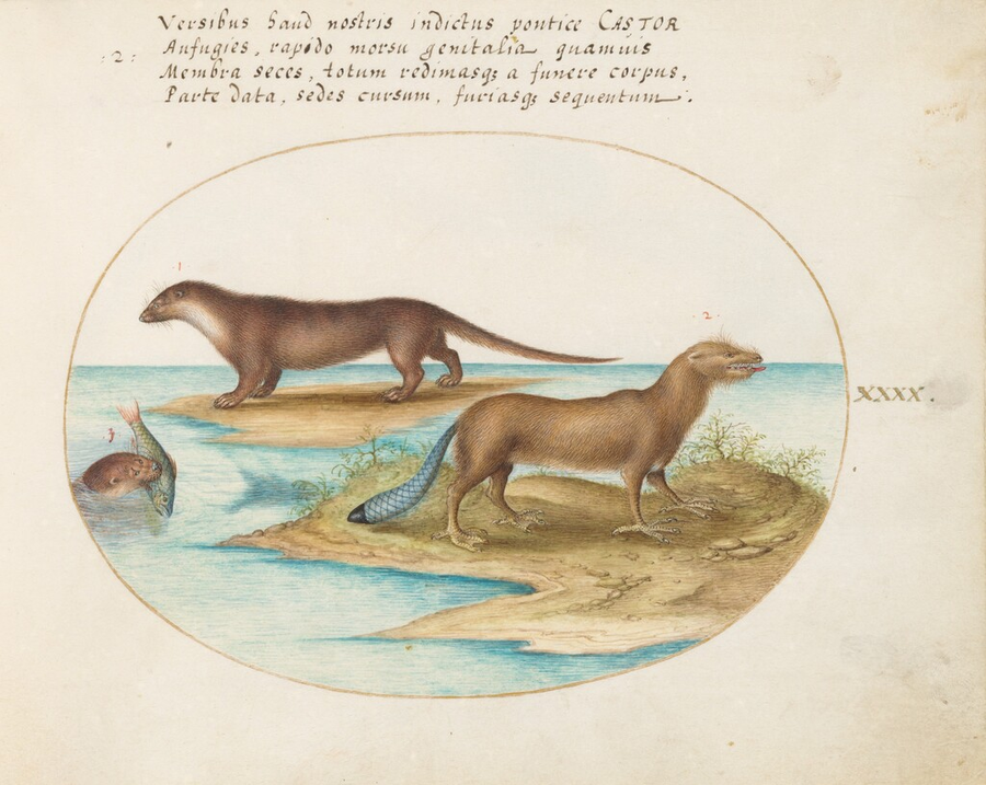 Plate 40: Two Otters and a Beaver — Joris Hoefnagel (NGA, public domain)
