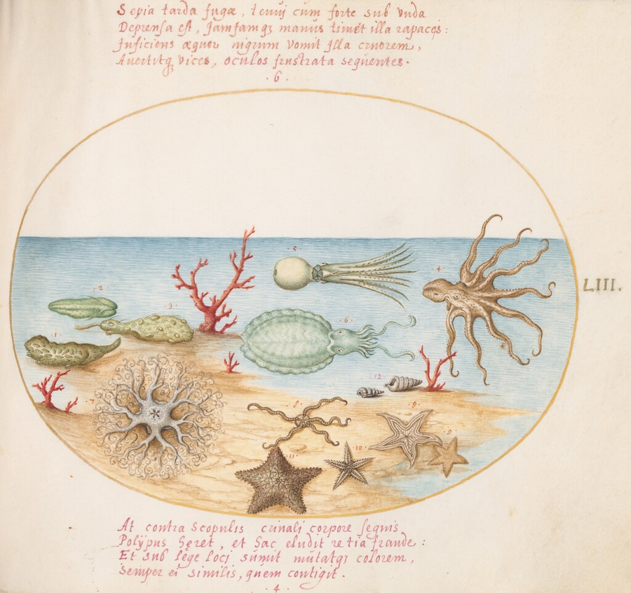 Plate 53: Coral, Sea Cucumbers, Octopus, Starfish, and Other Sea Creatures — Joris Hoefnagel (NGA, public domain)